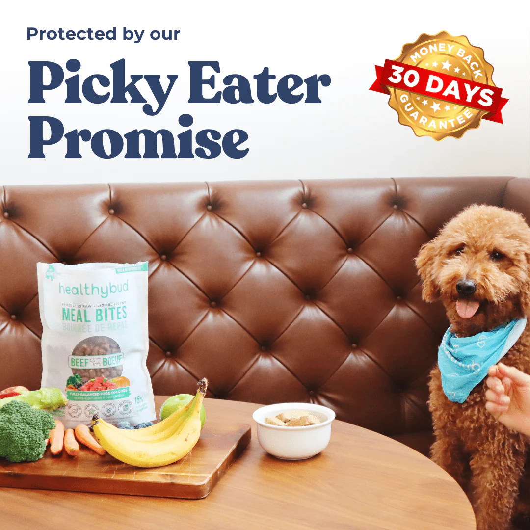 Large Dog Kibble Booster Super Pack (90-Day Supply) - Image 4